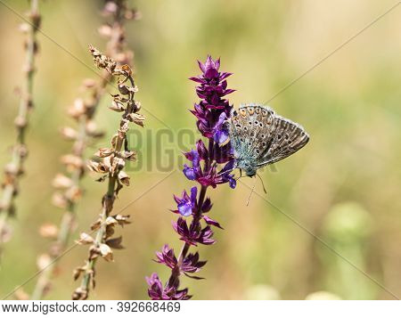 Adonis Blue Male (polyommatus Bellargus) Butterfly On Blooming Plant In Summer Meadow