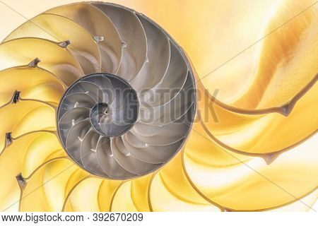 Detailed photo of a halved backlit  shell of a chambered nautilus (Nautilus pompilius) shows beautiful spiral pattern