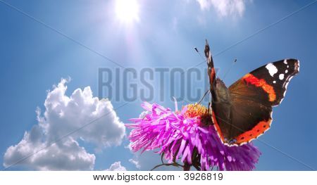 Motyl na kwiat z niebo