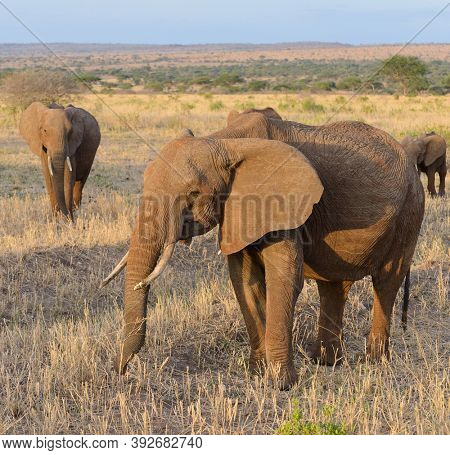 Closeup of African Elephant (scientific name: Loxodonta africana, or 