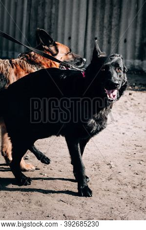 German Shepherd Kennel, High-quality Breeding Of Thoroughbred Working Dogs. Two Charming Female Germ