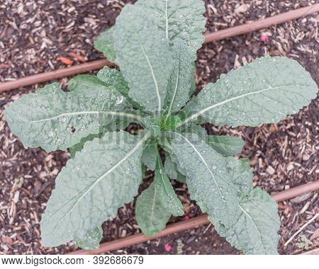 Leafy Dinosaur Kale Plant With Water Drops And Irrigation System At Backyard Garden In Texas, Usa