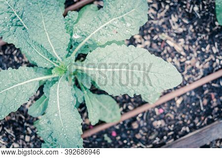 Filtered Image Leafy Dino Kale Plant With Water Drops And Irrigation System At Backyard Garden In Te