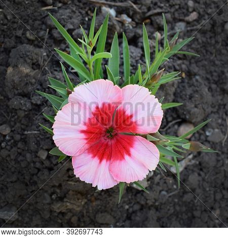 Carnation With Green Leaves On A Background Of Dark Soil. A Bright Pink Flower With A Dark Red Cente