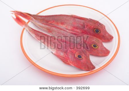Sea Robins, pesce