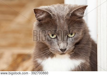 Portrait Of A Pretty Chartreux Cat With Long Hairs And Yellow Eyes.