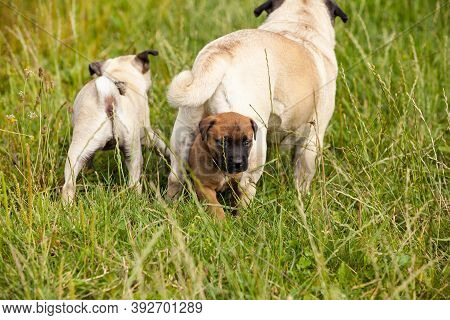 Cute Bastard Malinois Puppy And Bullmastiff Playing With Pug Puppy
