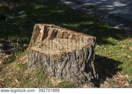 Cut Old Tree Log Closeup As Ecologycal Concept