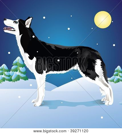 Huskies in the winter woods