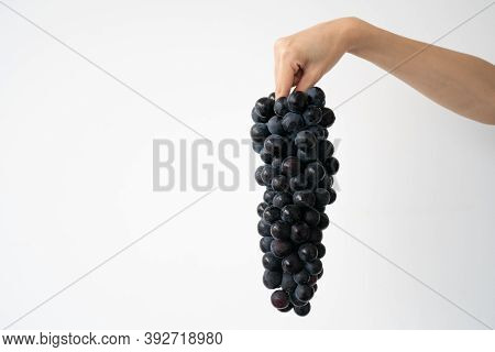 Fresh Bunch Of Purple Black Grapes On Hand Over White Background. Kyoho Grape.
