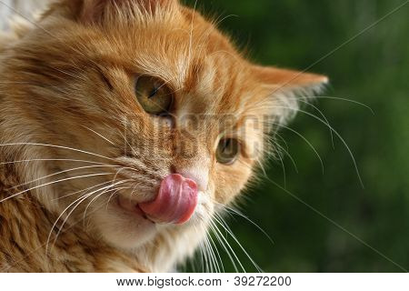 Lick
