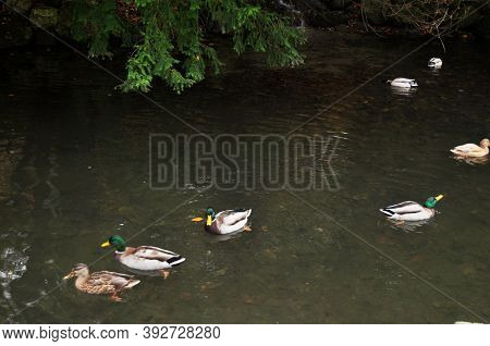 Tree Plant And Anas Platyrhynchos Duck Or Mallard Ducks Family Float Swimming In Small Canal Water F