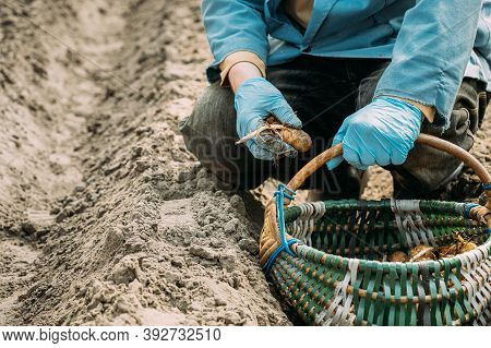 Human Planting Potatoes In Veggetable Garden. Springtime.