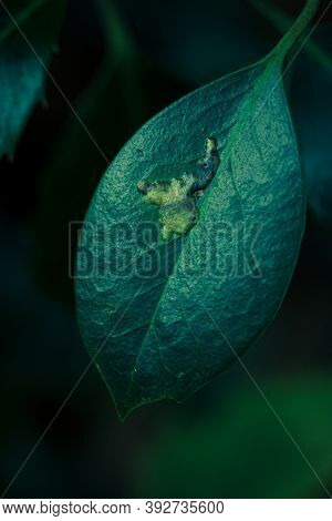 Holly Leaf Close Up Showing Burrowing Scar Of Holly Leaf Miner