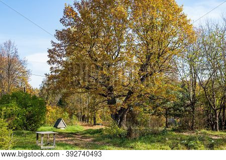 Crown Of A Large Spreading Oak Tree In The Village Of Dubrovka, Maloyaroslavetsky District, Kaluzhsk