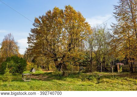 Crown Of A Large Spreading Oak Tree In The Village Of Dubrovka, Maloyaroslavetsky District, Kaluzhsk