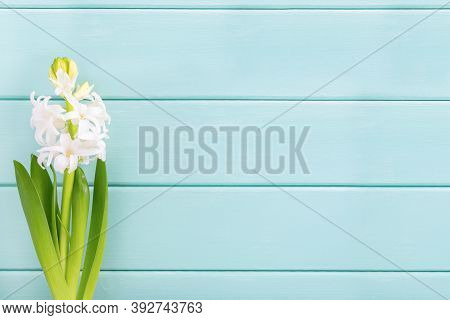 Postcard With Beautiful White Hyacinth Flower On Menthol Wooden Background. Flat Lay, Top View, Copy