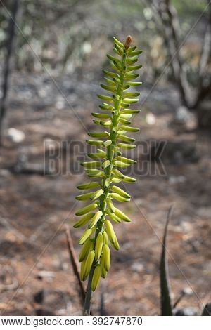 Unusual Spikey Yellow Tropical Flower Budding And Blooming.