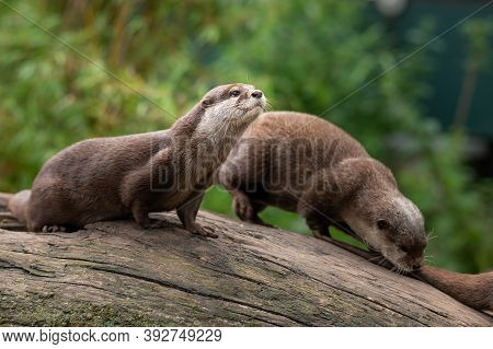 Two Asian Small Clawed Otters (aonyx Cinereus) In A Zoo, Cloudy Day In Summer