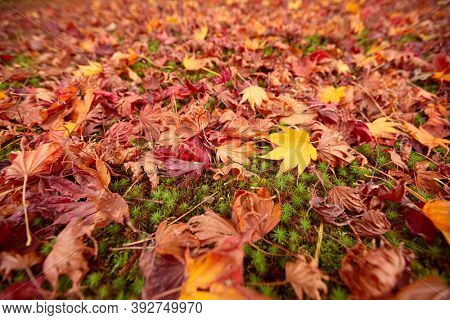 Colorful japanese maple (Acer palmatum) leaves background, Kyoto, Japan