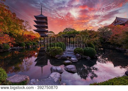 Sunset over ancient pagoda Toji temple in autumn garden, Kyoto, Japan. Tallest wooden pagoda in Japan and Unesco world heritage site.