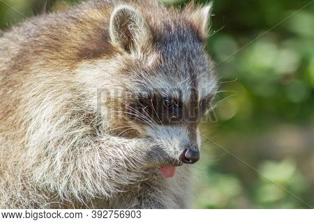 The Raccoon Is An Omnivore, Originally Also From North America And Is Now Also A Small Nuisance In C