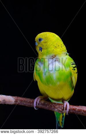 Yellow And Green Budgie, Budgie Sits On A Wooden Stick. Black Background