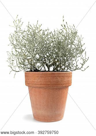 Cushion Bush Plant In Vase Isolated On White