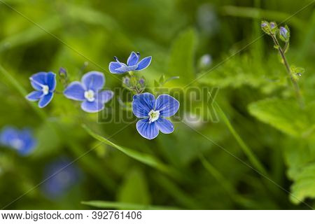 Veronica Persica On A Green Blurred  Background