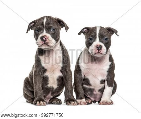 Two Young puppies American Bully isolated on white