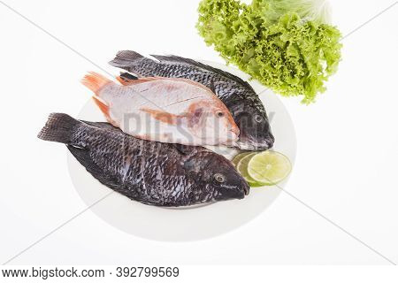 Fish, Red And Silver Mojarra On White Background.