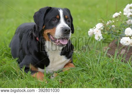 A Purebred Grosser Schweizer Sennenhund Dog Close Up