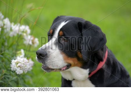 A Purebred Grosser Schweizer Sennenhund Dog Close Up