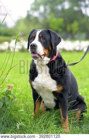 Grosser Schweizer Sennenhund