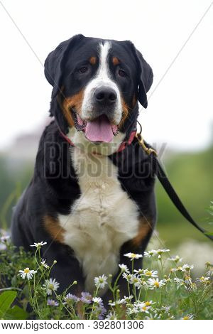 Grosser Schweizer Sennenhund
