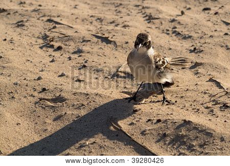 Galapagos Mockingbird On Beach In Islands