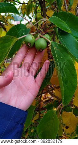 Female Hand Shows Ripe Fruits Of Actinidia Arguta.