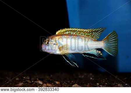 The Perlmutt Cichlid Fish - Labidochromis Perlmutt