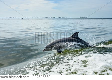 Water Glistens On Jumping Dolphins Head Alongside Boat