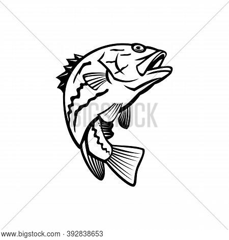 Mascot Illustration Of West Australian Dhufish, Glaucosoma Hebraicum, Westralian Jewfish Or West Aus