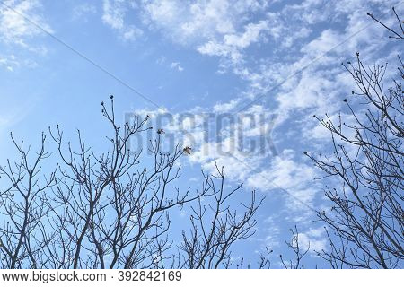 Early Spring, Leaf Buds Begin To Sprout On The Leafless Branches Of The Trees. Costanera Sur Ecologi