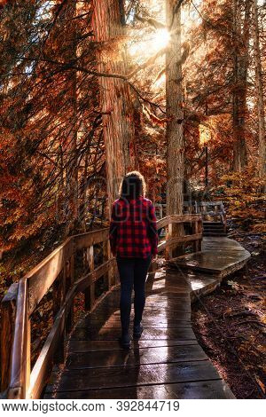 Wooden Pathway In The Rain Forest. Fall Colors With Sunrays Art Render. Taken On Giant Cedars Boardw