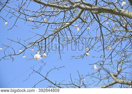 Silk Floss Tree, Ceiba Speciosa, In Spring. Leafless Branches With Cottony Open Fruits. Costanera Su