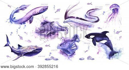 Watercolor Set Of Sea Animals With Signatures On White Backdrop With Small Fish. Hand Drawn Illustra