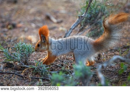 Cute Squirrel In The Park. Squirrel With A Fluffy Tail Close-up Buries A Nut In The Ground.