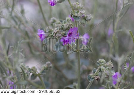 Purple Blooming Inflorescences Of Wishbone Bush, Mirabilis Laevis, Nyctaginaceae, Native Hermaphrodi