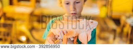 Banner, Long Format Boy And Iguana- Also Known As Common Iguana Or American Iguana, Is A Large, Arbo