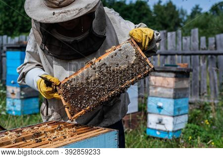 Bee Master On Apiary. Man In Protective Hat Works With Beehive. Beekeeper Examining Bees On A Bee Fa