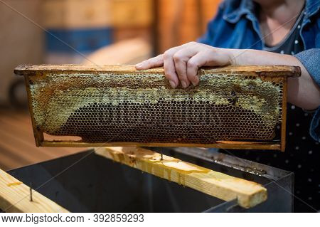 Uncovering The Honeycombs With The Scraper By Hand, Honey Harvest.