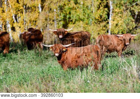 A Highlander Cow Originally From Scotland In Autumn